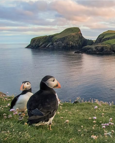 Cute Animal Photos Nature, Birding Aesthetic, Wildlife Photography National Geographic, Landscape With Animals, Rock Birds, Animals Icon, Background Birds, Puffin Rock, Bird Landscape