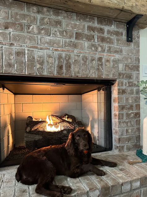 Boykin Spaniel dog on a brick fireplace with a beam mantle while the gas fire is burning Boykin Spaniel, Travel House, By The Fireplace, Dream Dog, Spaniel Puppies, Manifestation Board, The Fireplace, Animal Friends, 2024 Vision