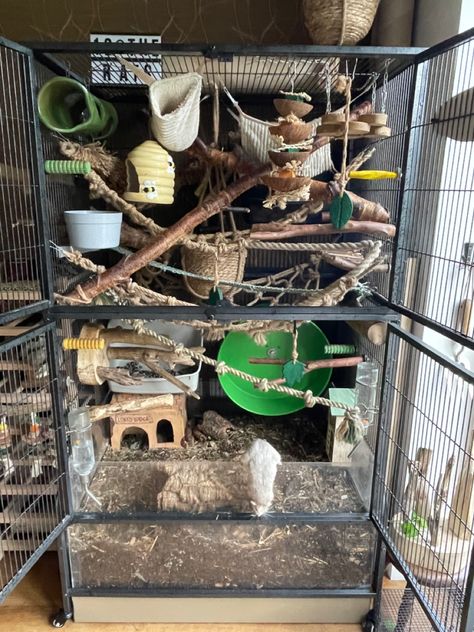 Bioactive Rat Enclosure, Critter Nation Rat Cage Ideas, Natural Rat Cage, Rat Setup, Rat Cage Setup, Rat Cage Ideas, Degu Cage, Pet Rat Cages, Rat Care