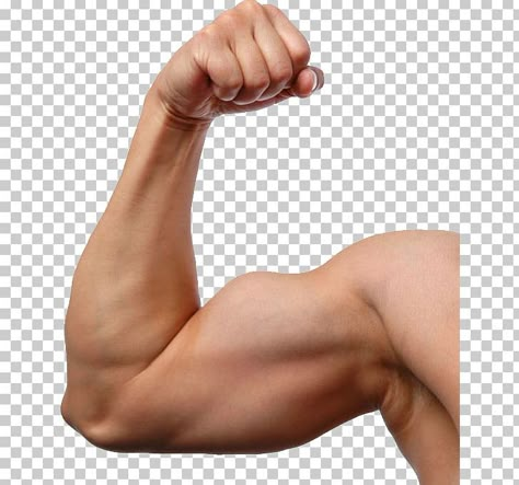 Anatomy Arm, Buff Arms, Muscle Arms, Biceps Muscle, Muscle Arm, Muscle Photo, Arm Muscle, Arm Exercise, Arm Drawing