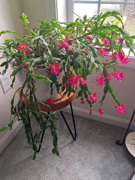 13 Christmas Cactus Facts You Didn’t Know Cactus Facts, Small House Garden, Companion Planting Vegetables, Christmas Cactus Plant, How To Split, Herb Containers, Cactus Care, Herb Garden Design, Vertical Garden Diy