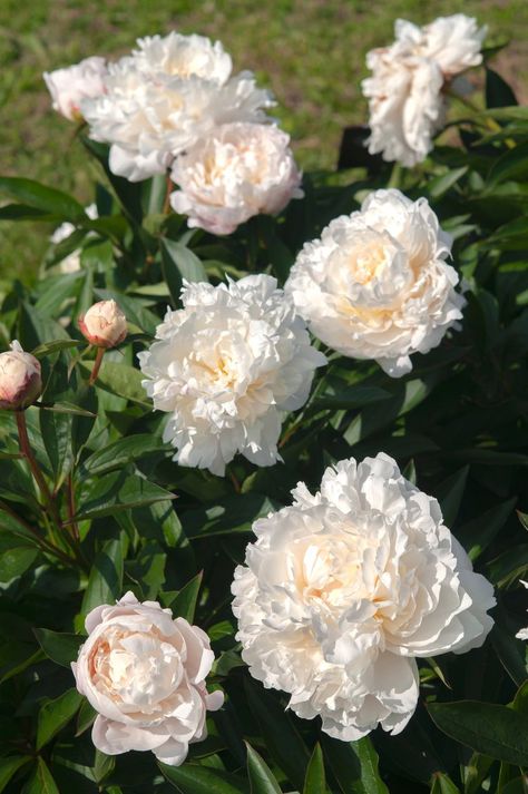 Chinese Peony Flowers, Peniones Flowers, Pianese Flower, Peony Landscape, Winter Peonies, White Peonies Garden, Chinese Peonies, Peony Chinese, Front Yard Flowers