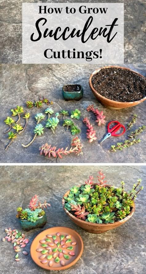 Diy Succulents Planters, Porch Succulent Ideas, Panda Plant Care, Diy Succulent Soil, Succulents In Glass Containers, Kolaczki Cookies, Mini Jardin Zen, Suculentas Ideas, Succulent Arrangements Diy