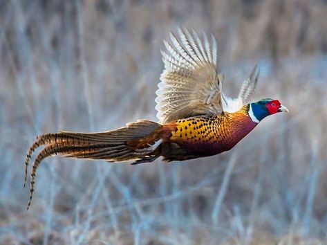 Ring-necked Pheasant Identification, All About Birds, Cornell Lab of Ornithology Green Pheasant, Upland Bird Hunting, Ring Necked Pheasant, Pheasant Hunting, Bird Hunting, Turkey Hunting, Game Birds, All Birds, Pheasant