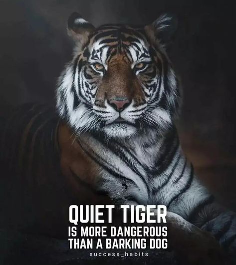 Tiger Attitude, Quotes Angry, Quotes Brave, Wallpaper Tiger, Tiger Quotes, Tiger Roar, Angry Quote, Tiger Photography, Angry Tiger