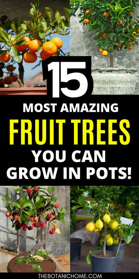 Discover the best fruit trees to grow in small spaces with this guide to potted fruit trees. Whether you're interested in a potted orange tree or want to create a lush container fruit garden, these easy fruit trees to grow will thrive in containers. Perfect for gardening in small spaces backyards or fruit tree backyard setups. Explore apple trees backyard, potted citrus trees, and more for your fruit tree garden. Pair with growing vegetables in pots to maximize your space. Fruit Tree In Pot, Easy Fruit Trees To Grow, Growing Fruit Trees In Containers, Potted Citrus Trees, Fruit Tree Garden Design Backyards, Fruit Trees Backyard Design, Vegetables In Pots Container Gardening, Citrus Trees In Pots, Trees For Pots