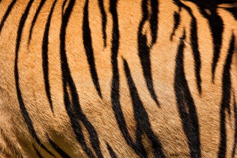 Tiger skin. Texture or background , #AD, #skin, #Tiger, #background, #Texture #ad How To Draw Tiger Stripes, Tiger Stripe Tattoo, Stripe Tattoo, Tiger Makeup, Tiger Drawing, Tiger Skin, Draw Animals, Tiger Pattern, Striped Blankets