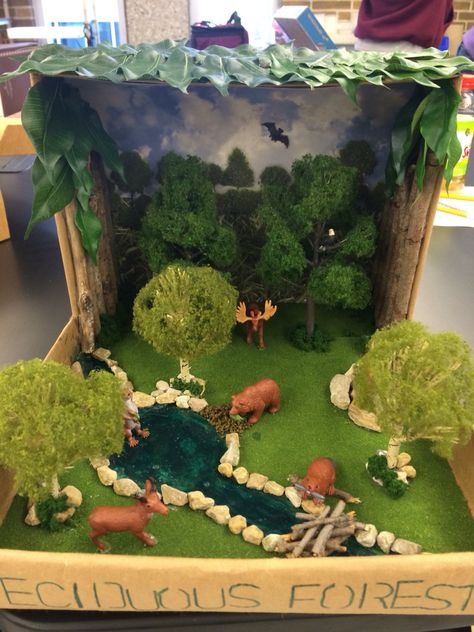 Deciduous Forest biome! Deciduous Forest Biome, Ecosystems Diorama, Shoe Box Diorama, Habitat Project, Biomes Project, Rainforest Project, Diorama Kids, Ecosystems Projects, Habitats Projects