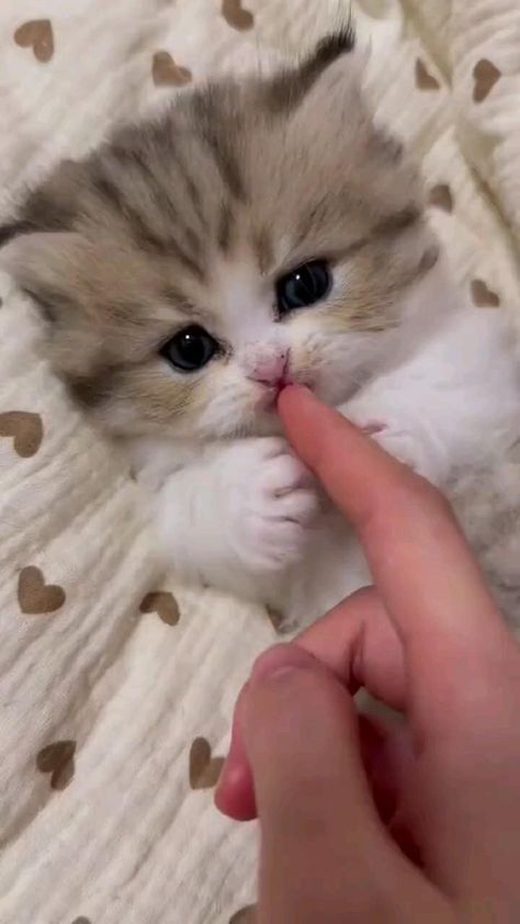 Very Cute Kittens, Cats And Kittens Videos, Cute Kitten Videos, Baby Kitten Videos, Teacup Kittens For Sale, Cute Kitten Pics, Cute Kitty Cats, Kitty Videos