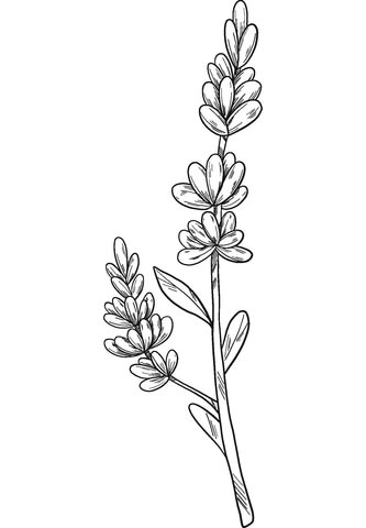 Lavender Flowers Drawing, Draw Lavender, Lavender Flower Drawing, How To Draw Lavender, Simple Line Flowers, Lavender Outline Tattoo, Lavender Drawing Simple, Lavander Drawings Simple, Lavender Sketch