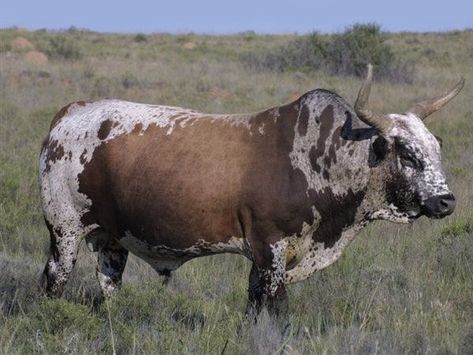 Cattle Pictures, Nguni Cows, Nguni Cattle, Farm Animal Painting, Raising Cattle, Bucking Bulls, Cattle Breeds, Merino Sheep, Life On The Farm