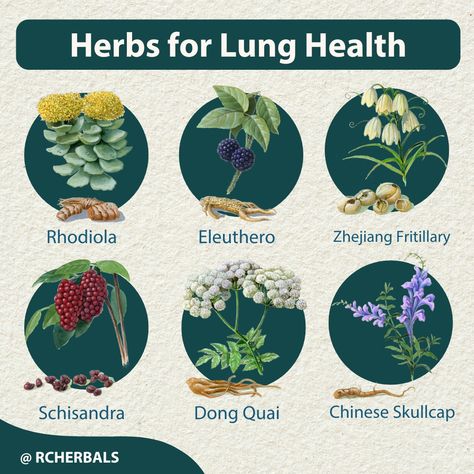 Check out all these great herbs for lung health! Click for lung support!  #Lung #LungHealth #Respiratory  #Health #Wellness #Healthy  #Herbs #Herbal #TCM Herbs For Smokers Lungs, Herbs For Lung Health, Herbal Knowledge, Lung Support, Smokers Lungs, Clear Lungs, Lung Detox, Feminine Spirituality, Lung Health