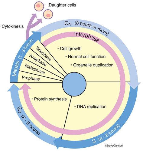 Evolution & Genetics | Carlson Stock Art Genetics Illustration, Cell Biology Notes, The Cell Cycle, Veterinary Anatomy, Asexual Reproduction, Bio Notes, Learn Biology, General Biology, A Level Biology