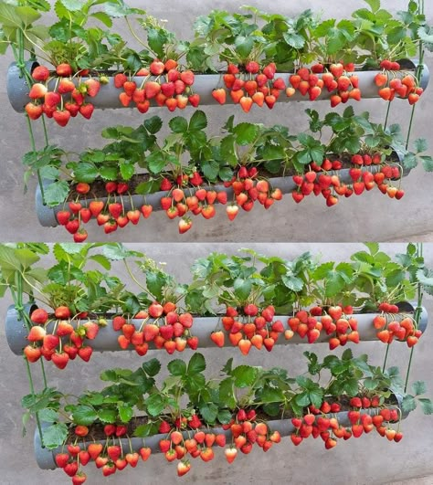 Gardening Vertical, Plantarea Legumelor, Vertical Vegetable Gardens, نباتات منزلية, Urban Gardens, Vegetable Garden Diy, Vertical Gardening, Veg Garden, Vertical Gardens