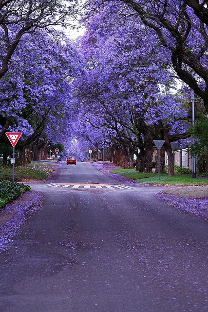 Jacaranda Trees by AlfroShams Digital Photos, via Flickr Street Pavement, Jacaranda Mimosifolia, Jacaranda Trees, Pavement Design, Jacaranda Tree, Purple Trees, Colorful Trees, Nature Adventure, Purple Violet