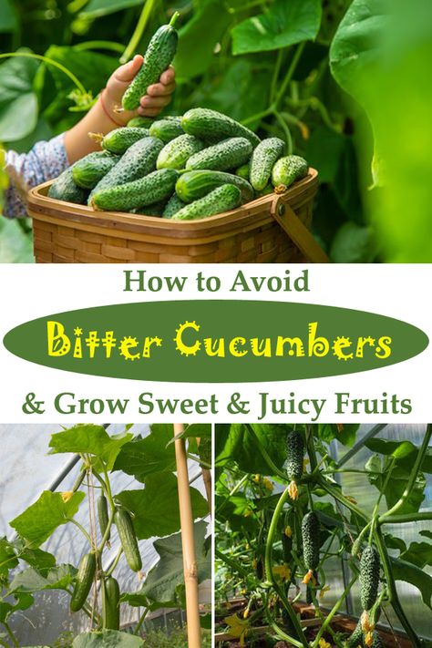 What To Do With Bitter Cucumbers, Growing Pickling Cucumbers, When To Harvest Cucumbers, Bitter Cucumber, Gardening Cucumbers, Plant Cucumbers, Bitter Cucumbers, Vegetables Growing, Cucumber Gardening