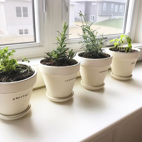 Indoor Herb Garden Planter, Indoor Spice Garden Wall, Herbs Plants In Kitchen, Herbs In The Kitchen Ideas, Kitchen Herb Planter Ideas, Kitchen Window Plants Ideas Indoor Herbs, Window Ledge Herb Garden, Spice Garden Indoor, Herb Pots Indoor Window Sill