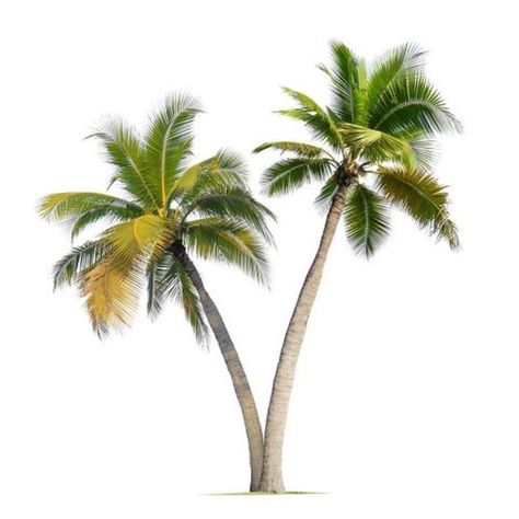 Tropical Png Icons, Summer Icons Png, Tropical App Icons, Summer Png Aesthetic, Tropical Icons, Paradise Heaven, Tropical Png, Editing Pack, Palm Tree Icon