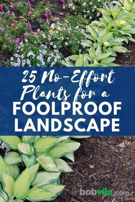 Front Walk Up Landscaping, Full Sun Landscape Ideas, Easy Front Of House Landscape Ideas, Landscaping Border, Front Yard Landscaping Florida, Low Maintenance Landscaping Front Yard, Landscaping Around House, Low Maintenance Shrubs, Florida Landscaping