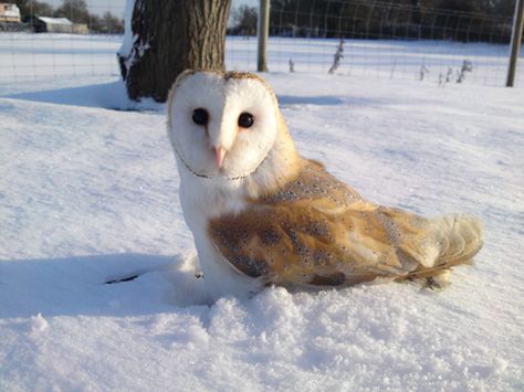 Owl In Snow, Snowy Animals, Owl And Moon, Owl Facts, Owl Species, Barn Owls, Burrowing Owl, Owl Collection, Owl Photos