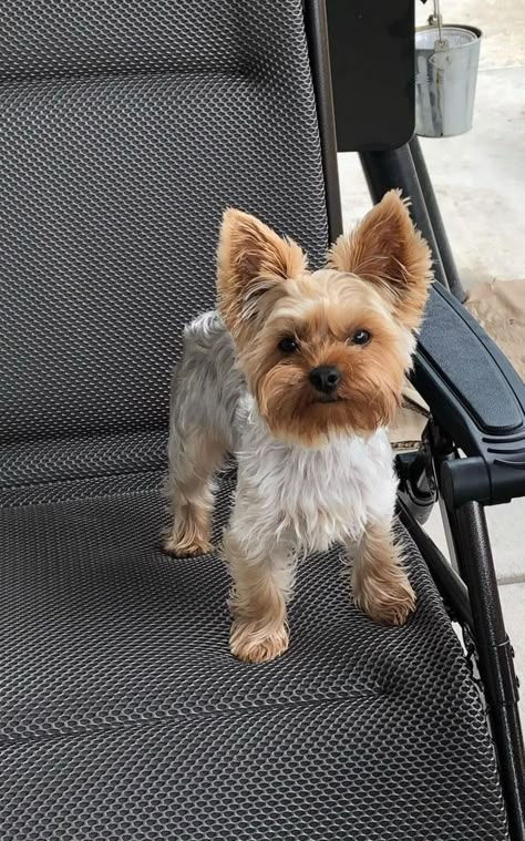 Yorkie Cut, Yorkie Puppy Haircuts, Yorkie Haircut, Yorkie Hair, Yorkie Cuts, Yorkie Hairstyles, Puppy Haircut, Yorkie Haircuts, Yorkshire Terrier Haircut