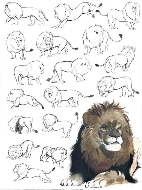 Lion Anatomy, Feline Anatomy, Lion Sketch, Lion Drawing, Nature Sketch, Big Cats Art, Animal Study, Lion Art, Anatomy Drawing