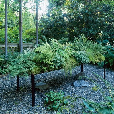 Planting a low-water fern garden Water Ferns, Water Garden Plants, Fern Garden, Low Water Gardening, Ferns Garden, Colorado Landscape, Drought Tolerant Landscape, Asparagus Fern, Market Garden