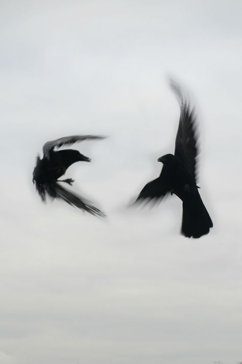 Crows in flight by Amber Maitrejean Dark Men Aesthetic, Crow God, Bird Back Tattoo, Crow Wallpapers, Black Birds Flying, Crow Aesthetic, Crow Photo, Crows Aesthetic, Two Crows