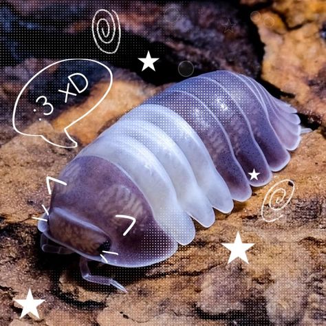 Pill Bug, Cool Bugs, Roly Poly, Beautiful Bugs, Creepy Crawlies, A Bug, Little Critter, Silly Animals, Bugs And Insects