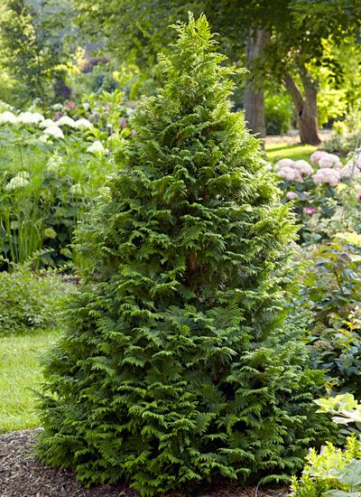 False Cypress, Trees For Landscaping, Conifer Garden, Easy Gardening Ideas, Conifers Garden, Evergreen Landscape, Mulch Landscaping, Front Landscape, Privacy Landscaping