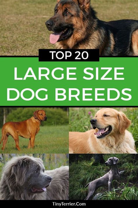 Medium Large Dog Breeds, Dog Breeds Big, Dog Cpr, Best Large Dog Breeds, Best Family Dog Breeds, Big Dogs Breeds, Kangal Dog, Different Dog Breeds, Giant Dog Breeds