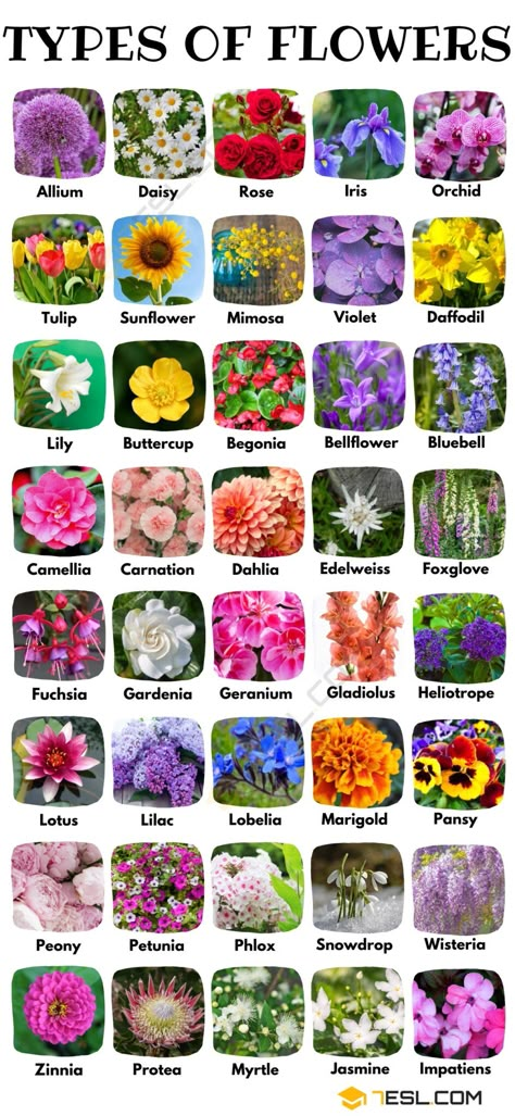 Flower Types Chart, Pretty Flower Names, Different Kinds Of Flowers, Tattoos Butterfly, Kinds Of Flowers, List Of Flowers, Different Types Of Flowers, Seni Dan Kraf, Flower Meanings