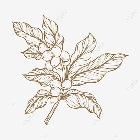 Coffee Leaf Illustration, Coffee Leaves Illustration, Coffee Plant Line Art, Coffee Plant Art, Coffee Leaf, Coffee Plant Drawing, Coffee Leaves, Coffee Plant Illustration, Coffee Illustrations