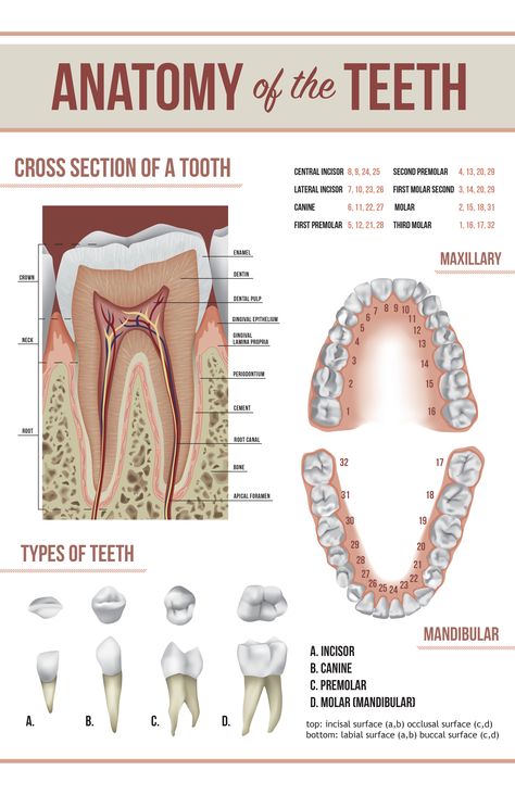 Check out this @Behance project: "Tooth Anatomy Poster" https://www.behance.net/gallery/36102789/Tooth-Anatomy-Poster Parts Of A Tooth, Dental Assistant Study Guide, Dental Notes, Dental Assistant School, Dental Hygienist School, Teeth Anatomy, Dental Assistant Study, Dental Hygiene Student, Teeth Tips