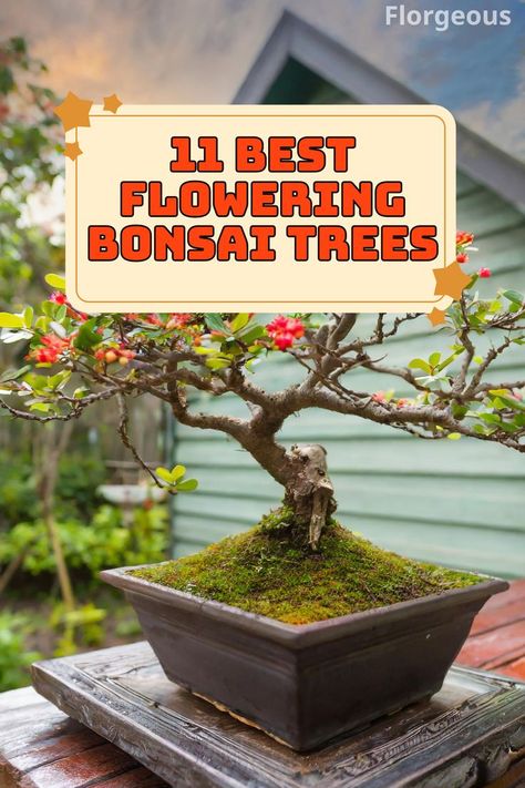 Flowering Bonsai Trees Terrariums Ideas, Flowering Bonsai, Flowering Bonsai Tree, Trees In Pots, Bonsai Pruning, Seeds Growing, Bonsai Care, Bonsai Tree Care, Bonsai Techniques