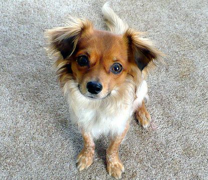 Chion - Chihuahua and a Papillon Mix Miniature Fox Terrier, Papillon Dog Puppy, Domestic Shorthair Cat, Chihuahua Mix Puppies, Papillon Mix, Irish Doodle, Rat Terrier Mix, Pretty Puppy, Doodle Breeds