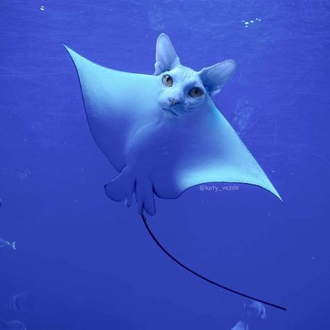 The "sea-kitty" will forever be your spirit animal! Weird Looking Animals, Animal Mashups, Photoshopped Animals, Star Hat, Art Apron, Funny Photoshop, Cat Faces, Your Spirit Animal, All Animals