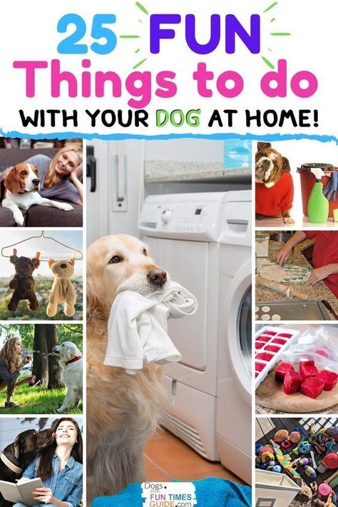 Inside Dog Activities, At Home Dog Enrichment, Puppy Boredom Busters Diy, Boredom Busters For Dogs, Diy Boredom Busters For Dogs, Things To Do With Your Dog Summer, Activities To Do With Your Dog, 1st Time Dog Owner, Fun Things To Do With Your Dog At Home