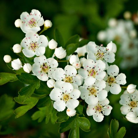 Hawthorn Flower Tattoo, Common Hawthorn, Hawthorne Flower Tattoo, Hawthorne Flower, Flower Tattoo Stencil, Hawthorn Flower, Crataegus Monogyna, Flower Tattoo Stencils, May Birth Flowers