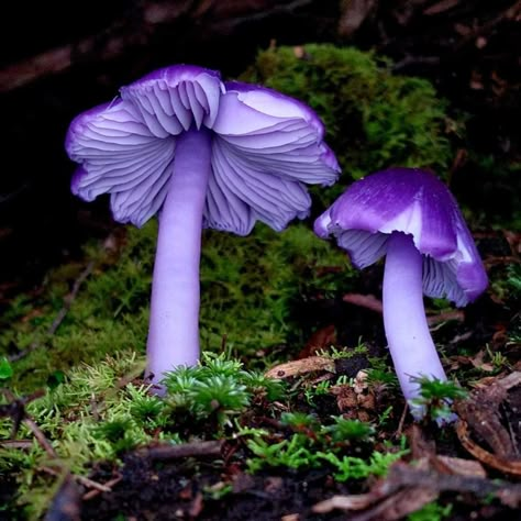 Pretty Mushrooms Nature, Homegrown Mushrooms, Strange Mushrooms, Rare Mushrooms, Pretty Mushrooms, Purple Mushrooms, Messy Aesthetic, Fantastic Fungi, Mushroom Images