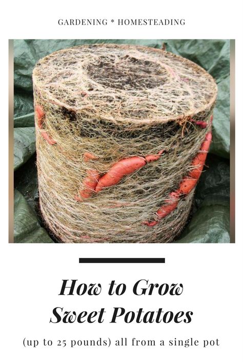 How to grow sweet potatoes (up to 25 pounds) all from a single pot - Sweet potato heaven! Potato Barrel, Potato Gardening, Growing Sweet Potatoes, Garden Veggies, Rain Barrel, Veggie Garden, Growing Food, Edible Garden, 4 Months