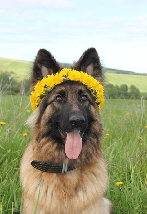 Hippie shepherd Michael Core, German Shepherd Care, Dog With Sunflower, Pet Photoshoot, Dog In A Flower Field, German Shepherd Golden Retriever Cross, Golden Retriever Cross German Shepherd, German Sheperd Dogs, Touching Photos