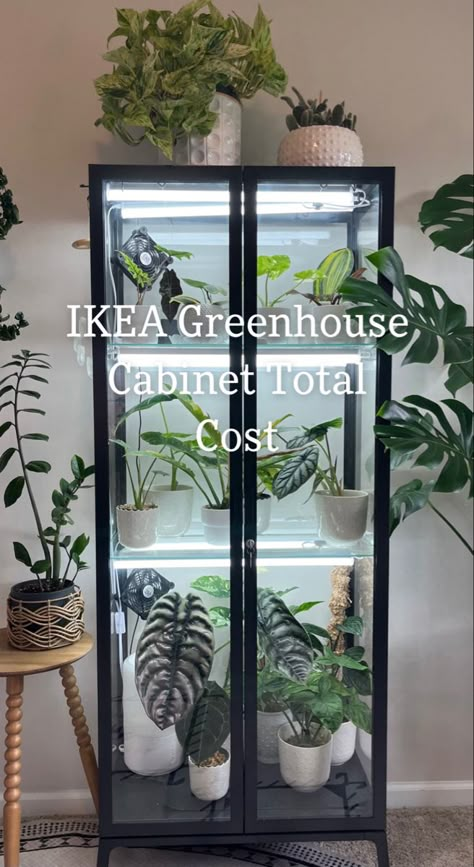 Here is how much it costed me to set up my IKEA Greenhouse Cabinet / IKEA Milsbo Tall Cabinet for my House Plants! Ikea Cabinet Plant Hack, Ikea Cabinet For Plants, Plant Green House Cabinet, Green House Ikea Cabinet, Indoor Plants Cabinet, Indoor Plant Glass Cabinet, Ikea Glass Cabinet Plants, Ikea Shelf Plants, Indoor Greenhouse Cabinet Ikea