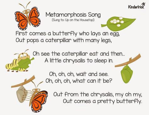 Metamorphosis (aka The Long Wait) Butterfly Crafts Preschool, Butterfly Lessons, Butterfly Metamorphosis, Butterfly Songs, Hungry Caterpillar Activities, Insects Preschool, Bugs Preschool, Kindergarten Songs, Classroom Songs