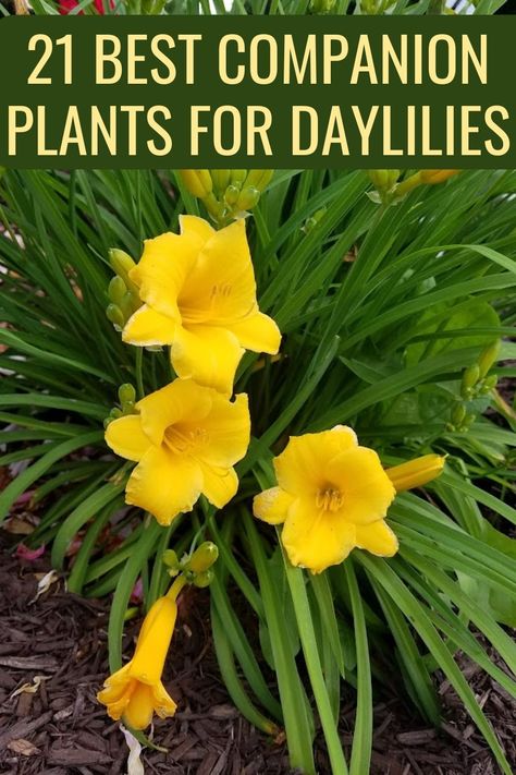 Stella Doro Daylily Landscaping, Hostas Garden Ideas, Hosta Gardens Layout, Hosta Garden Ideas, Simple Flower Bed Ideas, Hostas Garden, Lilly Plants, Lilly Garden, Edge Ideas