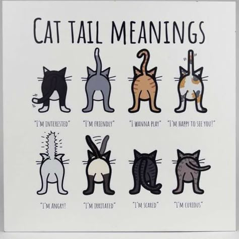 Cat Tail Meaning, Katt Grejer, Cat Language, Cat Hacks, Cat Things, Adorable Kittens, Cat Tail, Cat Beds, Cat Behavior