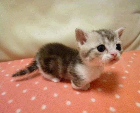 munchkin cats?!! I'm positive that I need one. Gato Munchkin, Cutest Kittens Ever, Munchkin Kitten, Small Kitten, Munchkin Cat, Adorable Kittens, Cat Club, Cat Stuff, Cute Kittens