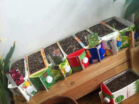 Reusing milk and juice cartons to start seeds | ecogreenlove Seed Starters, Juice Carton, Diy Garden Ideas, Leafy Plants, Herb Gardening, Juice Boxes, Milk Carton, Grow Your Own Food, Seed Starting