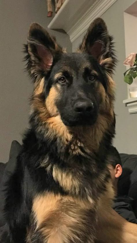 German Sheperd Dogs, Scary Dogs, Cute Animals Puppies, Very Cute Dogs, Really Cute Dogs, Pretty Dogs, Dream Dog, Pretty Animals, Cute Dogs And Puppies