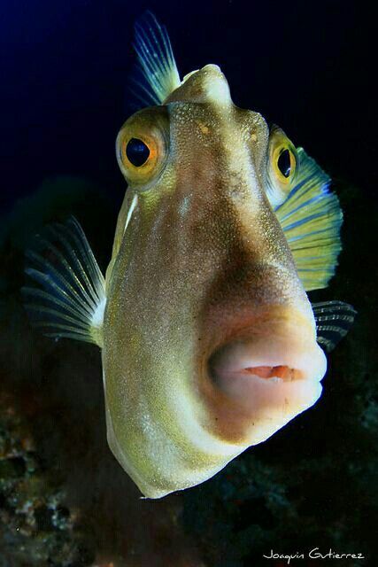 Big eyes Creature Marine, Fauna Marina, Salt Water Fish, Ocean Floor, Beautiful Sea Creatures, Water Animals, On The Ocean, Underwater Creatures, Underwater Life